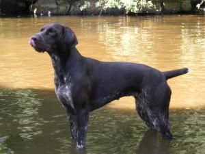 Sireva Burn at Ladyhawke [Dallas]