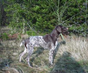 Holly