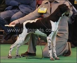 SH CH Millpoint Madonna JW Crufts 2006