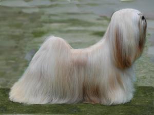  Ch Jalus Goldilocks