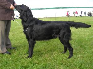 Chaos at Driffield show 2006