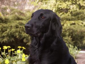 Tess headstudy