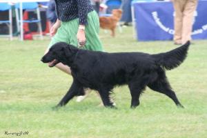 Tess in the showring