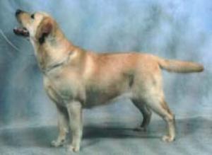 Sh Ch Ramsayville Reba At Knoydar