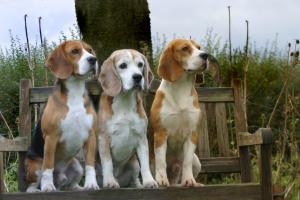 My 3 Boys! - Spencer, Percy & Garry