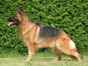 Saffie - 3 Years