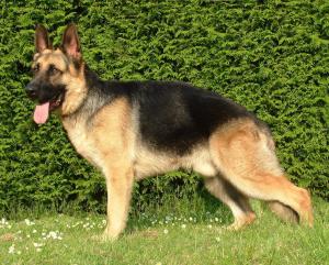 Paddy - 8 Months