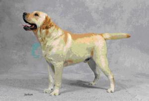 Allenies MacCallum JW 1CC 1RCC