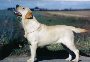 Allenies Stolen Moment 1CC