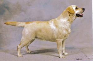 Allenies Jezzabel JW 1CC 1RCC