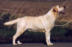 Allenies Royal Romance JW 1RCC