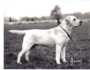 Sh Ch Squire Harvey of Allenie