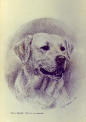 Sh Ch Squire Harvey of Allenie