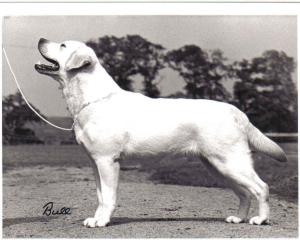 Genisval Charade of Allenie JW 1RCC