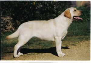 Carromers Imogen of Allenie