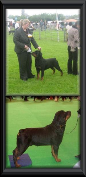Gus @ Border Union & Crufts 09