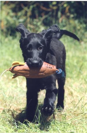 Juniper Retrieving 12 weeks old