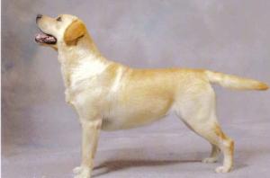 Allenies MacHattie JW 1CC