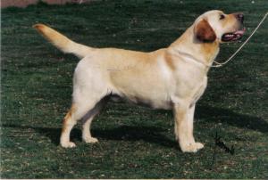 Allenies Prince of Theives