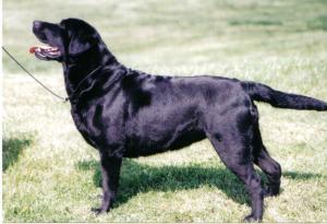 Sujavia Madonna of Allenie1RCC