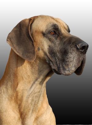 Perfect Dane head piece