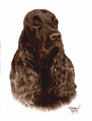 Our Arche - Broomleaf Black Gift to Stromboli