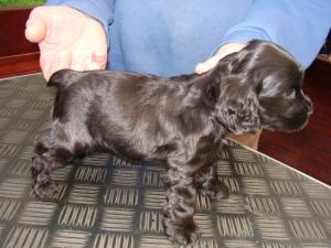 MY FIRST 'STAND' at five weeks