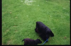 Claude taking Jesse for a walk!!