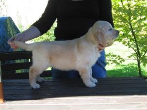 Skye at 7 weeks of age