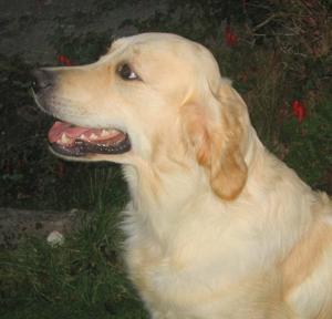 Head photo of Skye