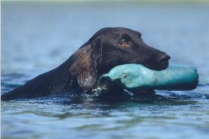 Boogie at Hampshire Water test