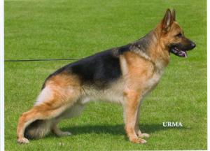 Champion Jasueter Krimson Xaus