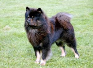 BRANSTON 2 YEARS