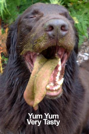 Chase 5.8.2009 eat his favourite food cow poo