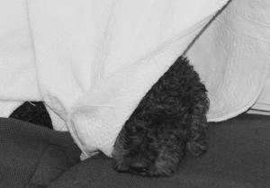 Gollie hiding the day before her litter was due