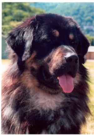 George-Best of Breed Evesham C.S.