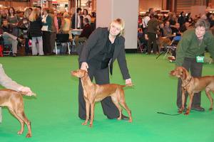 Doris at Crufts 2009