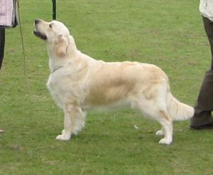 Pepper the show girl