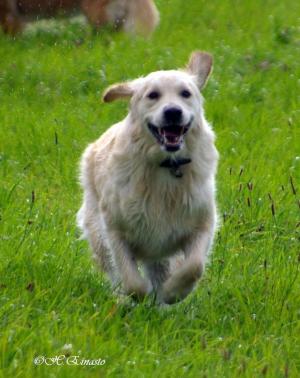 Pepper having fun