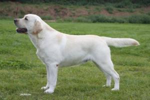 Sh Ch Allenies Maverick JW ShCM 14CC 6BOB 15RCC's