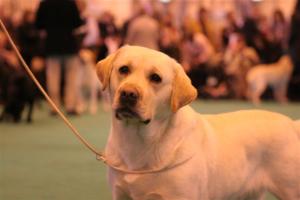 Head shot of Ricky taken at Crufts 2009
