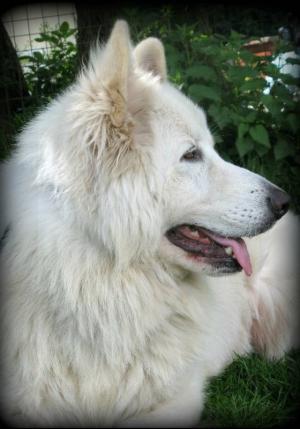 APACHE