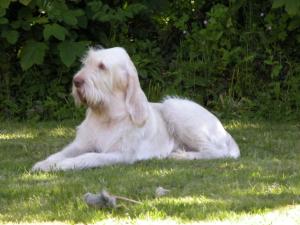 Redrue Pandora del Feriiia (Penny) 