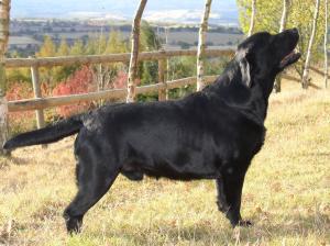 Beau in the grounds