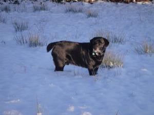 Beau in the snow