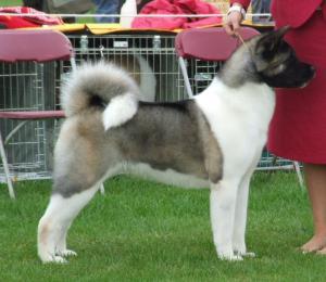 Koo pictured at 8 months old