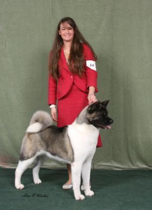 Koo Winning Best In Show Akita National 2008