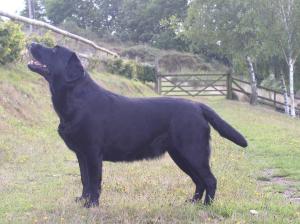 Jancet Black Pearl of Streamanda