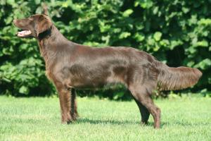 Eowyn Umbra Fida - Gordon's daughter ex Ch Alwine