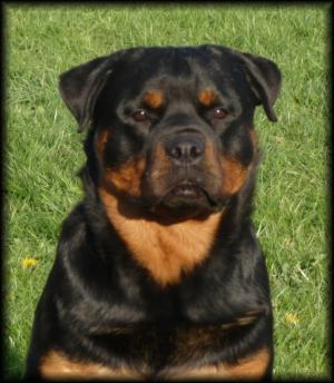 Merlin 